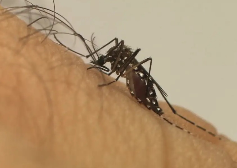 Dengue: 16 mil pré-adolescentes já foram imunizados; confira postos no Subúrbio e ilhas